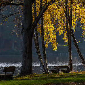 Goldener November (1 von 1).JPG