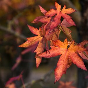 Compressed_0218.jpg