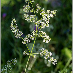 531 Sommer im Bienenbeet