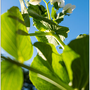 534 Erbsenblüten