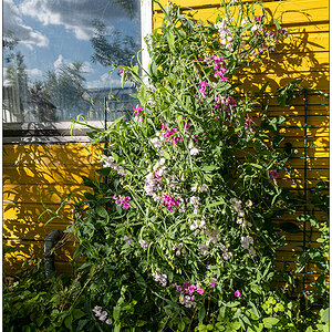 538 Wicke an Gartenhütte