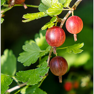 539 Rote Stachelbeeren