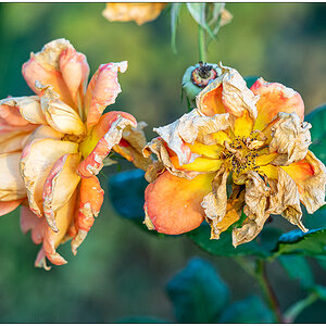 545 Verblühte Rose