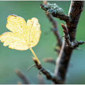 546 Letztes Blatt am Stachelbeerstrauch