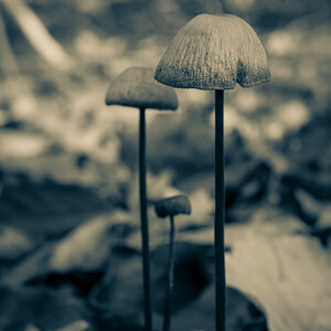 Zwei Pilz und einen Kurzen, bitte!