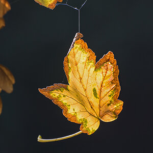 OF2_04613.jpg