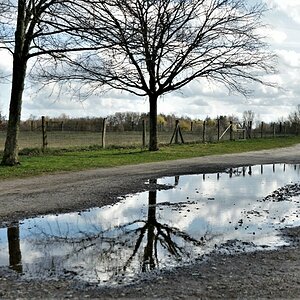 Natur in der Pfuetze.jpg