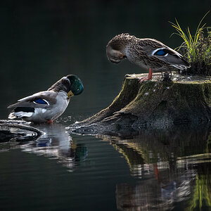 _DSC1017-Bearbeitet-1.jpg