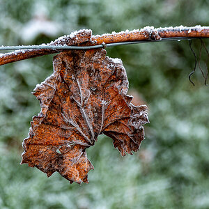 DSC_0972.jpg