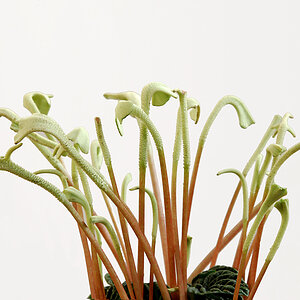Pepperomia