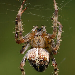 Kreuzspinne