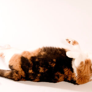 Model