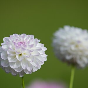 DSC 1175