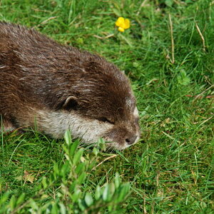 Kleiner Otter