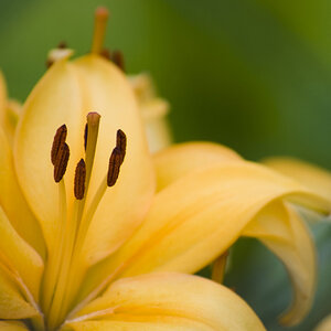 lily2