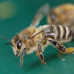 Bienen NFF 1