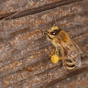 Bienen NFF 4