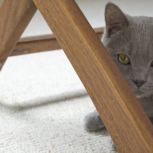 Kasimir
