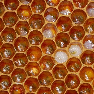 Bienen NFF 2
