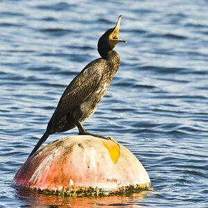 Kormoran 01