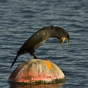 Kormoran 02