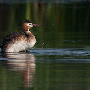 Ksatenweiher  HME 8091 02. August 2009 006