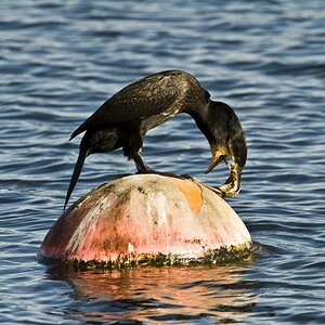 Kormoran 03