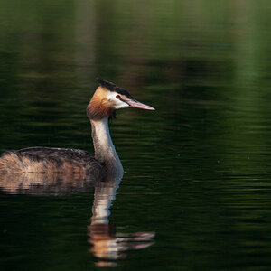 Ksatenweiher  HME 8138 02. August 2009 007