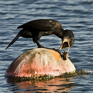 Kormoran 04