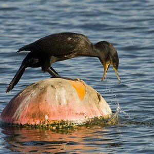 Kormoran 05