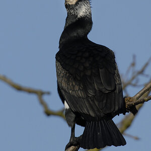 Kormoran 07