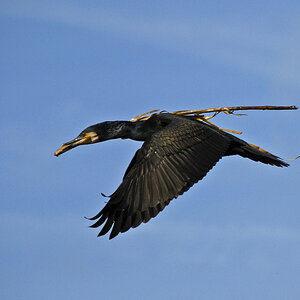 Kormoran 10