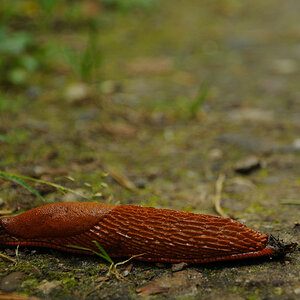Rote Schnecke 2