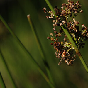 Spinne