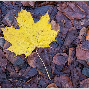 569 Gelbes Herbstblatt
