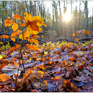 577 Herbstspaziergang im Düsternbrooker Gehölz I