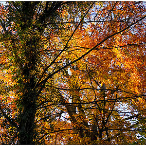 578 Herbstspaziergang im Düsternbrooker Gehölz II