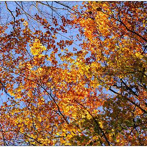 579 Herbstspaziergang im Düsternbrooker Gehölz III