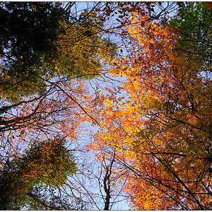 580 Herbstspaziergang im Düsternbrooker Gehölz IV