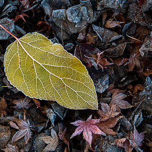 Blatt