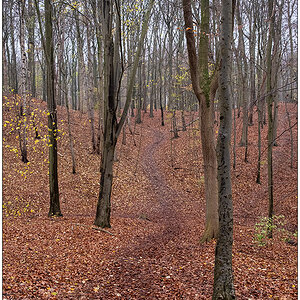 583 Wege im Düsternbrooker Gehölz