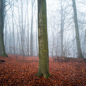 Wald