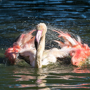 200919-Zoo-Ludw-086.jpg