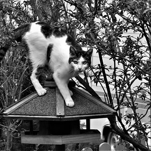 Die Katze lässt das Mausen nicht....jpg