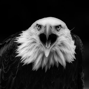 Weißkopfseeadler.jpg