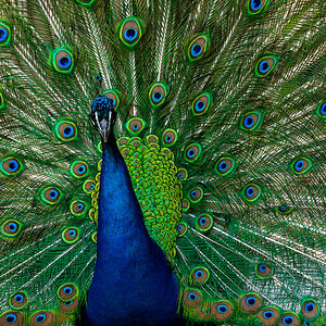 Karlruhe Zoo-1216.jpg