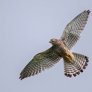 D50_3586_Turmfalke IA_6_2019.jpg