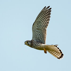 D50_3365_abfliegendes Turfalkenweibchen IA-9_2020.jpg