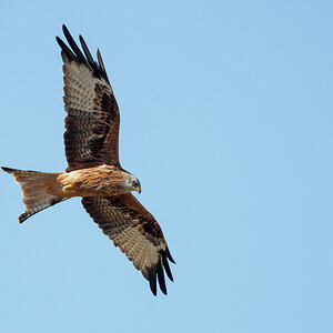 D50_3606_Milan IA_9_2020.jpg