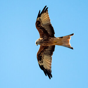 D50_3683_Milan IIA_9_2020.jpg